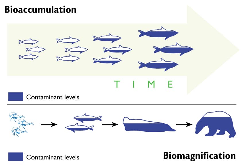 pcbfig3bioackumulering